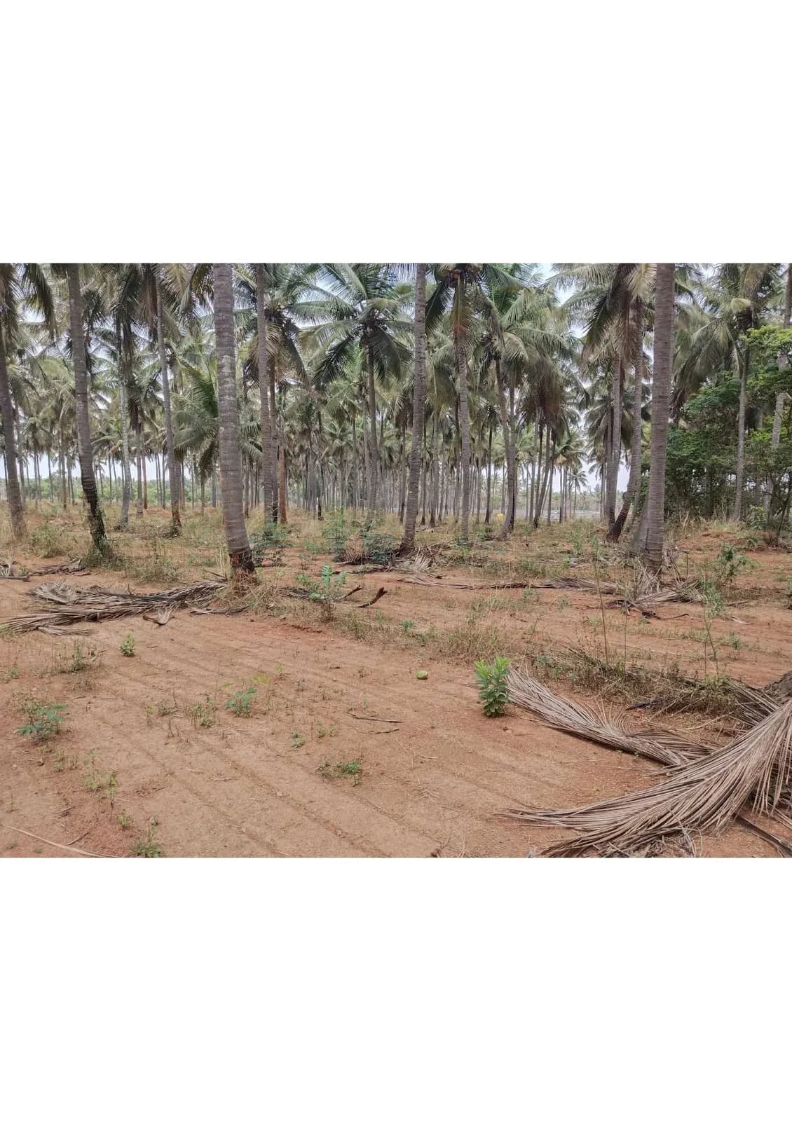 Ekta Elements: Site photo filed with Karnataka RERA
