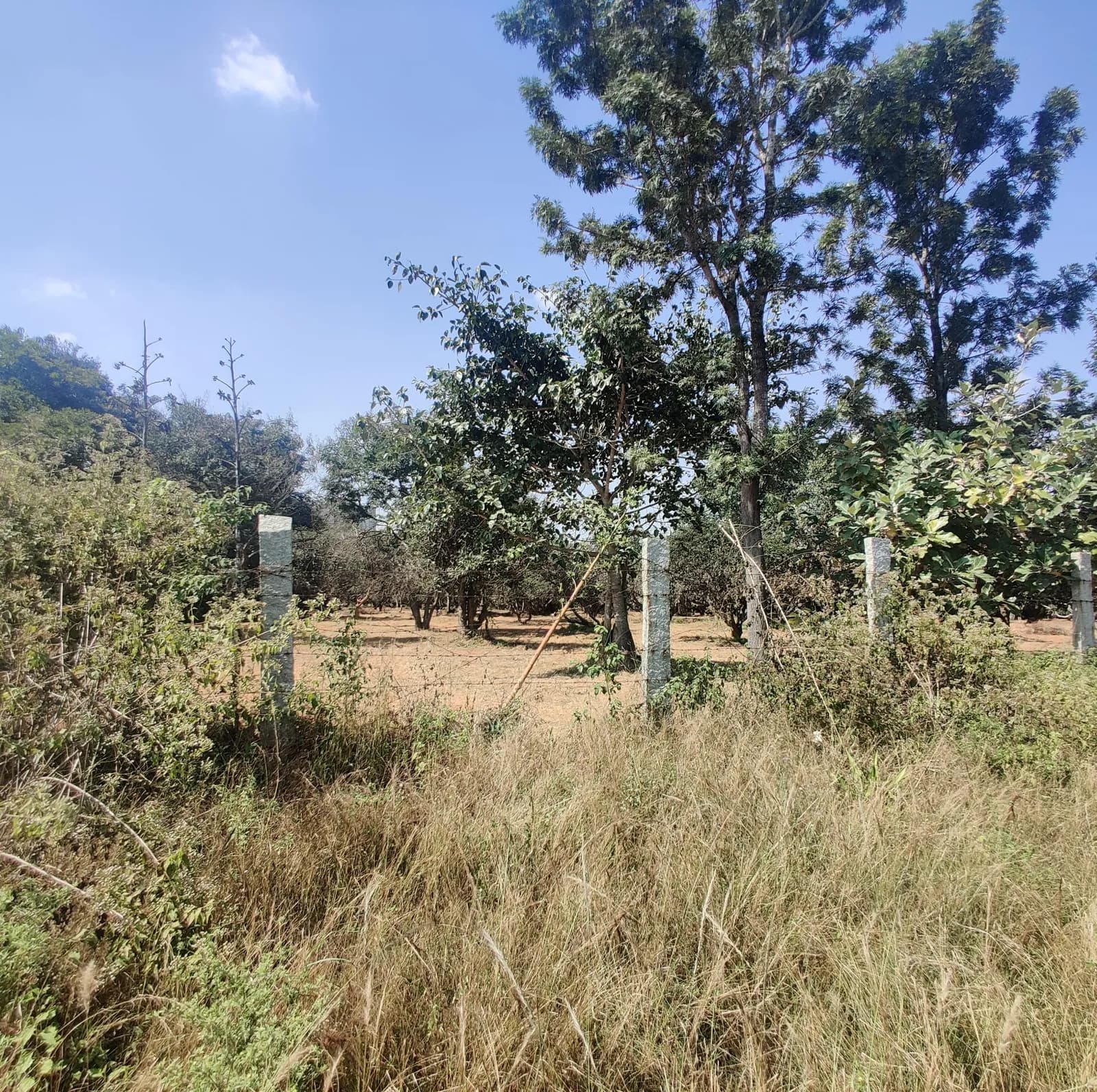 Daintree 3: Site photo filed with Karnataka RERA