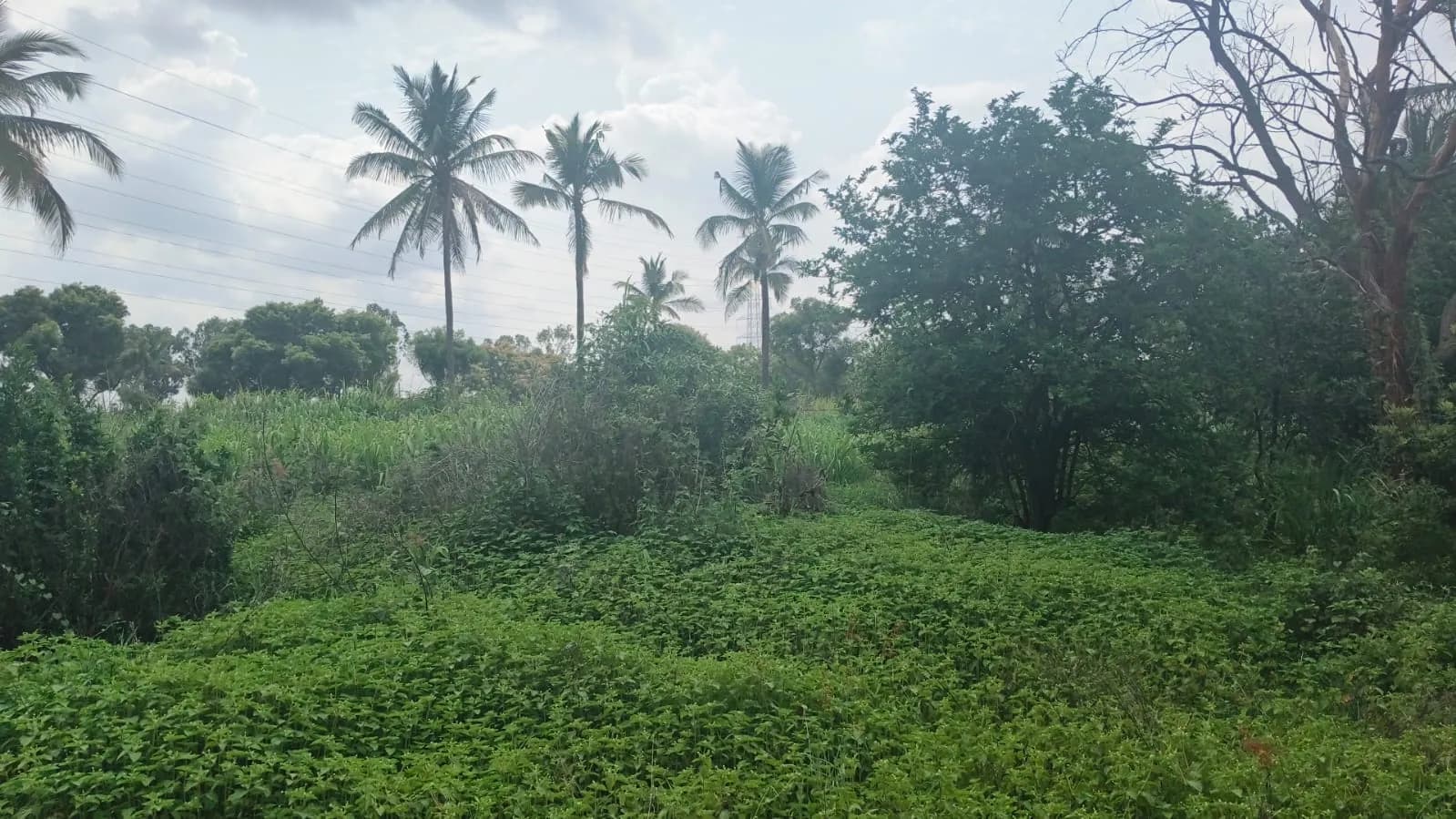 Fortius Good Earth: Site photo filed with Karnataka RERA