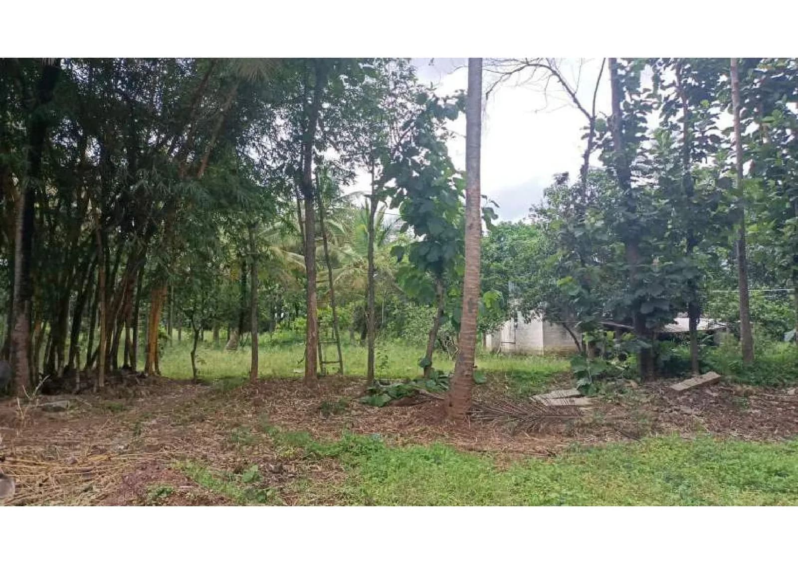 Amidst Nature: Site photo filed with Karnataka RERA
